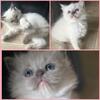 (Sold) MORE AVAILABLE Ragdoll kittens Kats ravishing ragdolls