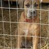 Bull/Corso Puppies (Bull Mastiff/ Cane Corso Mastiff)