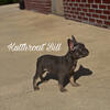 AKC Male French Bulldog Puppy