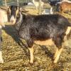 Friendly Pet Nubian Wethers
