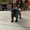 French Bulldog puppy