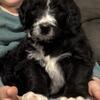 Bernedoodle