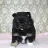 AKC Female Pomeranian