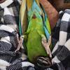 Female  7 year old Military macaw 