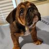 English Bulldog
