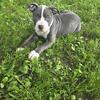 Staffy pitt mix male