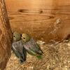 Lovebirds babies multiple colors