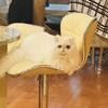 CFA Registered show quality persian cat