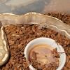 GHI, fire Mojave female 