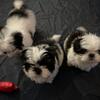 Shih Tzu puppies