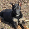 12 week old male German Shepherd 