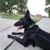 AKC Belgian Malinois for Stud