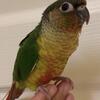 Young Green Cheek Conure