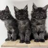 Maine Coon Kittens 