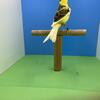 Canaries