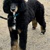 AKC Standard Poodle for STUD CHIC Cert and Pennhip
