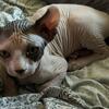 Elf female sphynx kitten 