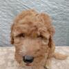 Goldendoodle, Male, Multi Generational