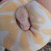 Albino Ball Python