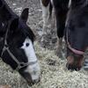 2 TWH Horses Need New Home Quickly