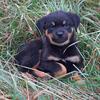 Purebred female Rottweiler puppies 