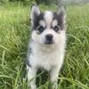 micro Pomsky puppy