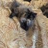 Tortie female  reserved
