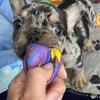 Merle French Bulldog (Male)