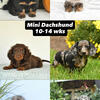 Miniature Dachshund pups ready