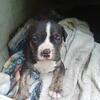 Pitbull/American bully puppies