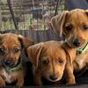 Miniature Dachshund Chiweeni Mix - 2F, 1M *coming soon*    