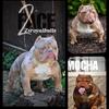 Lilac tri Merle micro exotic bully stud