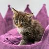 Leoninus Maine Coon Kittens www.LeoninusCattery.com