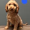 Australian Labradoodle Puppy Buddy