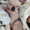 💎 Luxury Sphynx Kitten 💎