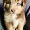 AKC standard Australian Shepherds 
