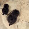 ♥︎ Adorable Pomeranian Puppies ♥︎