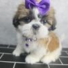 Shih Tzu Pupppy