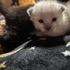 Steal point siamese kittens 