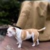 Exotic bully breeding pair