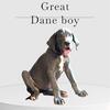 Great danes