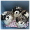 Shih Tzu pups 