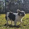 Akc Registered French Bulldogs 