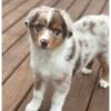 AKC Australian Shepherds 