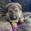 GERMAN SHEPHERD PUPPIES- Michigan