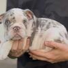 “Luna” English Bulldog 