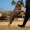 XL AMERICAN BULLY STUD