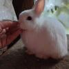 for sale - netherland dwarf VARIOUS COLOR prices rabbit, rabbits, bunny, bunnies - york, pa