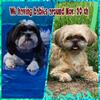  Pure bread Shih Tzu 