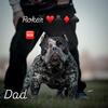 American bully puppy 